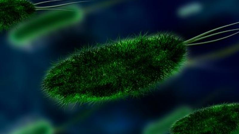 Microbes can interfere with a drug\s intended path