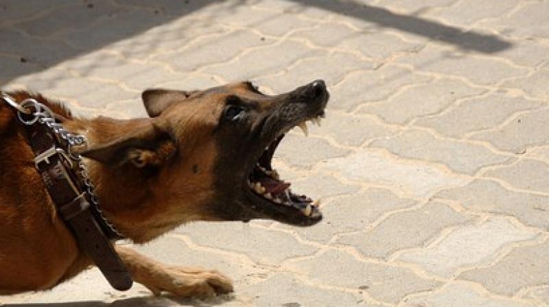 Here are ways to deal with aggressive dog behaviour