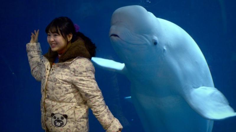 Epic journey of two beluga whale