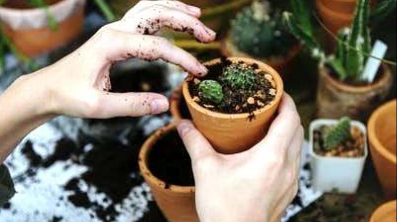 Gardening: Your therapy to combat depression