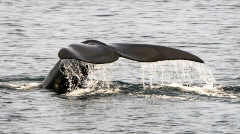 Conservation officials say that North Atlantic right whales are among the most threatened species in the world.