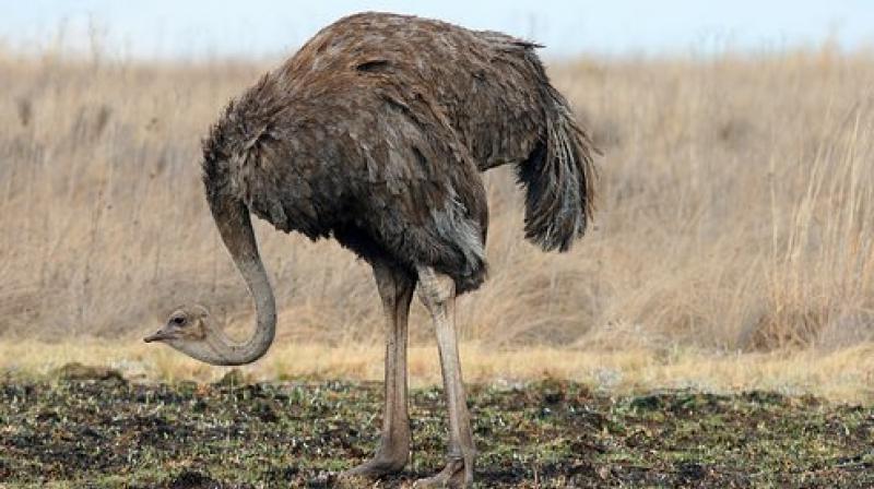 3X larger birds than an Ostrich existed in Taurida Cave