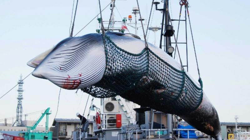 Japan\s first commercial whale hunt ships set off after more than 3 decades