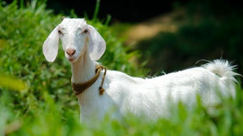 Goatâ€™s death sparks protest, costs Coal India Rs 2.7 crore in 3.5 hours