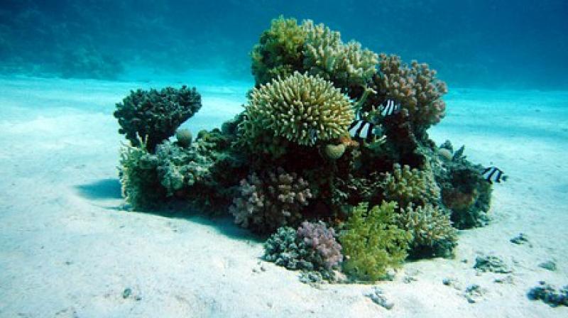 Caribbean corals can survive under the rising carbon dioxide levels