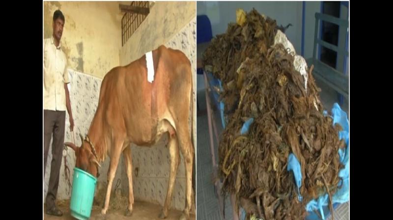 Doctors remove 52kg plastic from cow\s stomach in Tamil Nadu