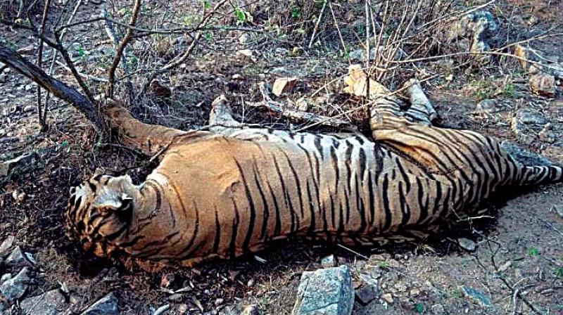 In Lokkere range in Bandipur Tiger Reserves Kundakere range in Gundulpet taluk, Chamrajnagar district, a new gang of poachers-hunters with old ties to Chand, is reportedly active, poaching cheetal and wild boars using meat bombs.