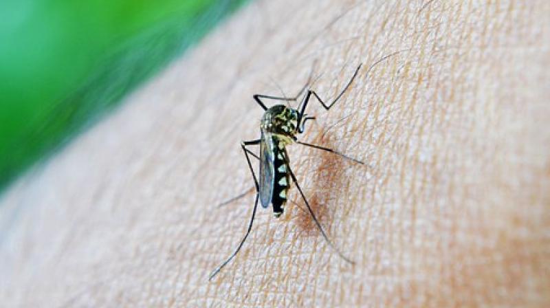 The latest WHO figures show that malaria infected about 216 million people in 2016. (Photo: Pixabay)