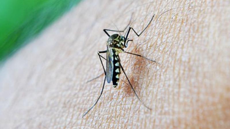 The drug makes the malaria pathogen unable to metabolise or reproduce. (Photo: Pixabay)