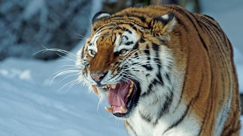 The rare predator - one of only 500 or so Siberian tigers living in their snowy natural habitat in eastern Russia - found a remote house and quietly lay down on the porch. (Representational Image/ Pixabay)