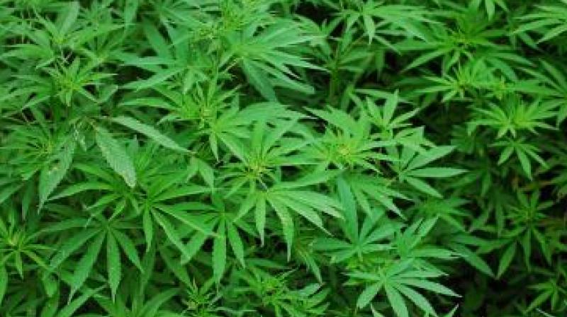 Hyderabad: Sleuths nab 2, seize 200 kg of marijuana