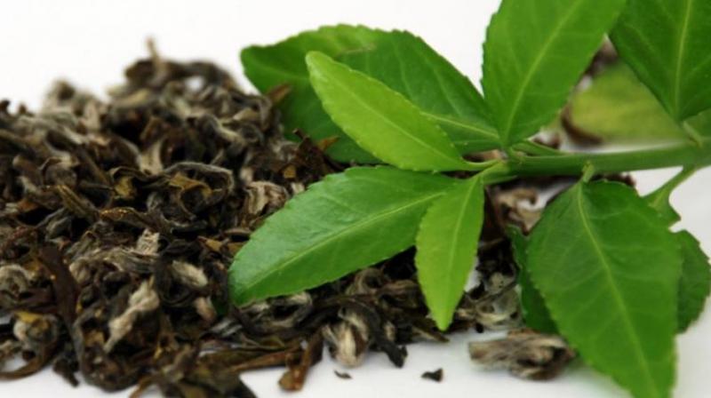 Ooty: June procurement price for tea leaf announced