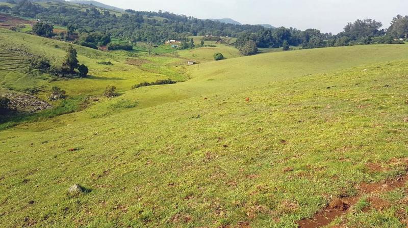 Madras high court stays Meadow Garden project in Ooty