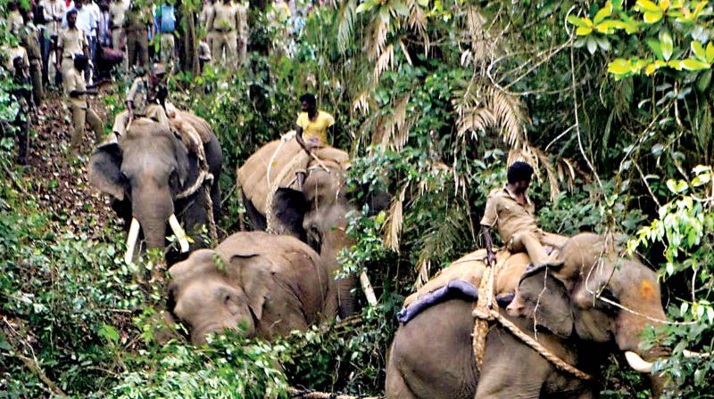 Forest personnel taking away the captured tusker at Byrapur in Chikkamagaluru district on Thursday.