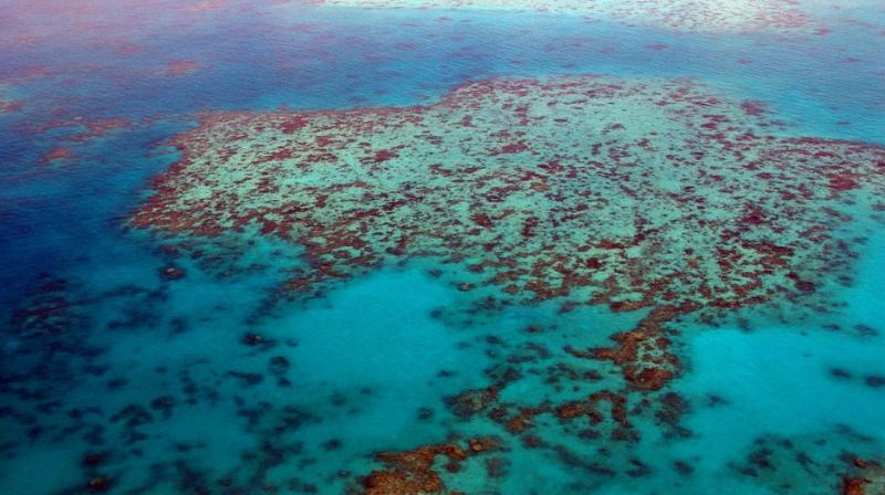 Great Barrier Reefâ€™s coral cover facing record low since 1985