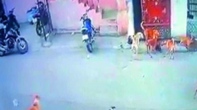 Hyderabad: Strays barge into house, steal fowl