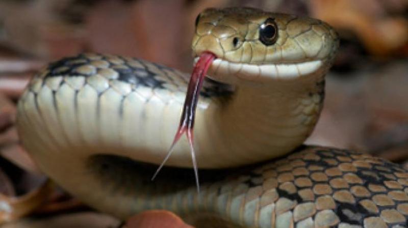 Hyderabad: Snakes haunt students of nursing college