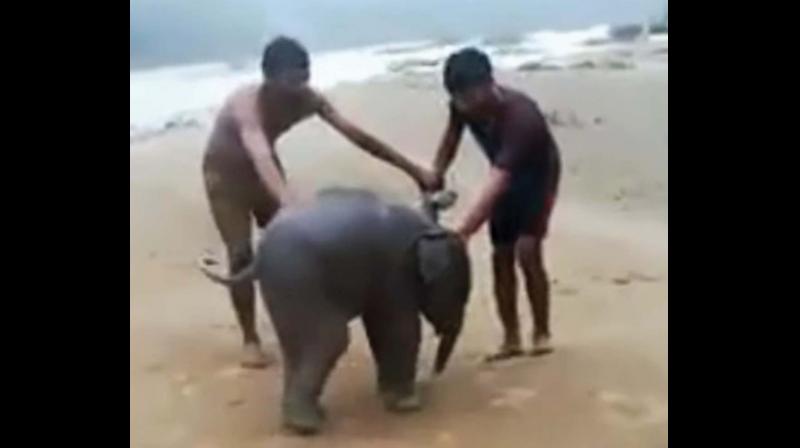 Let baby elephant rejoin herd: Animal right activists