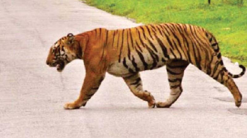 Wayanad: Boost for tigers, loss for humans