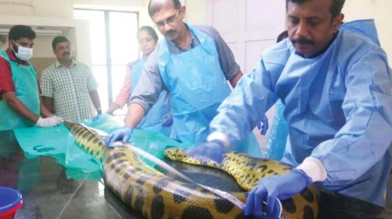 Thiruvananthapuram: Anaconda Angela dead
