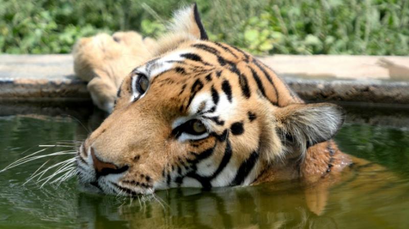 Indiaâ€™s wild tiger population increases by 30 per cent