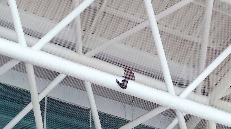 Chennai: Flutter at airport as monkey sneaks in