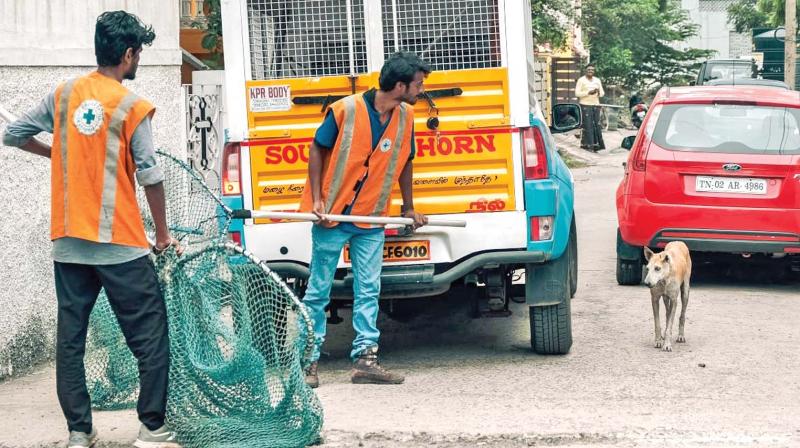 Chennai: Seven including 78-yr-old man bitten by stray dog