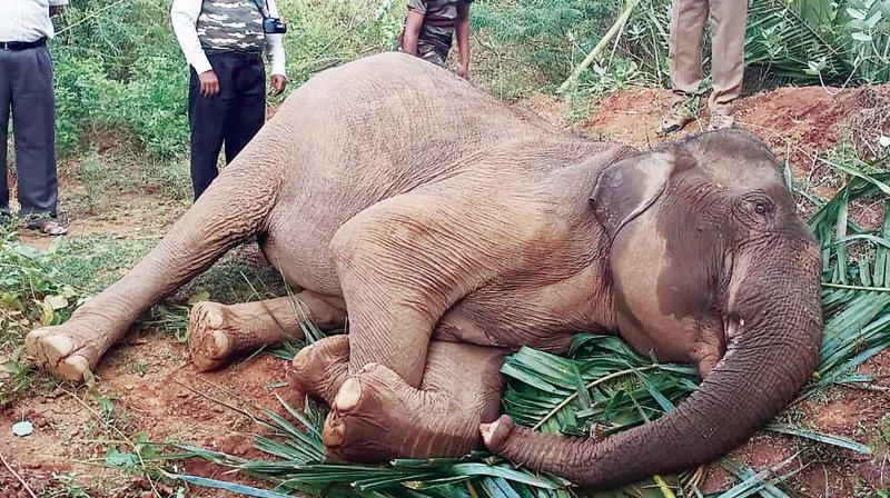 Coimbatore: Greens smell a rat in jumbos serial deaths