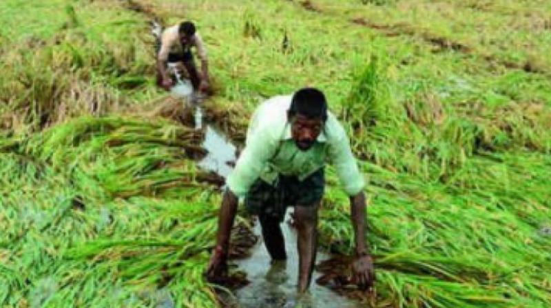 Farmers suffered huge losses in Adilabad district as rains washed away crops over 1.60 lakh acres. (Representational image)
