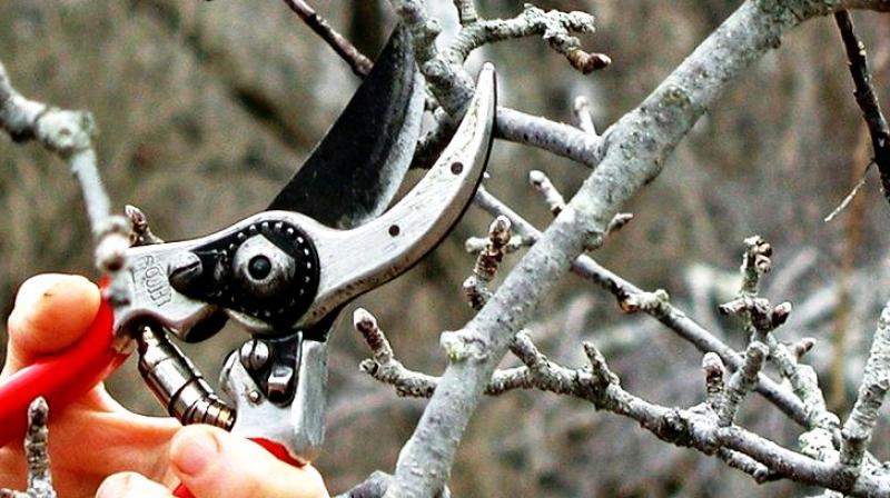 The kind of tree you are pruning dictates the overall amount of pruning needed. (Photo: AP)