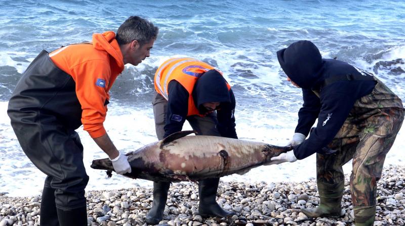 Unusual spike in dolphin deaths