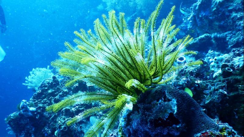 Underwater forest treasure trove of potential drugs