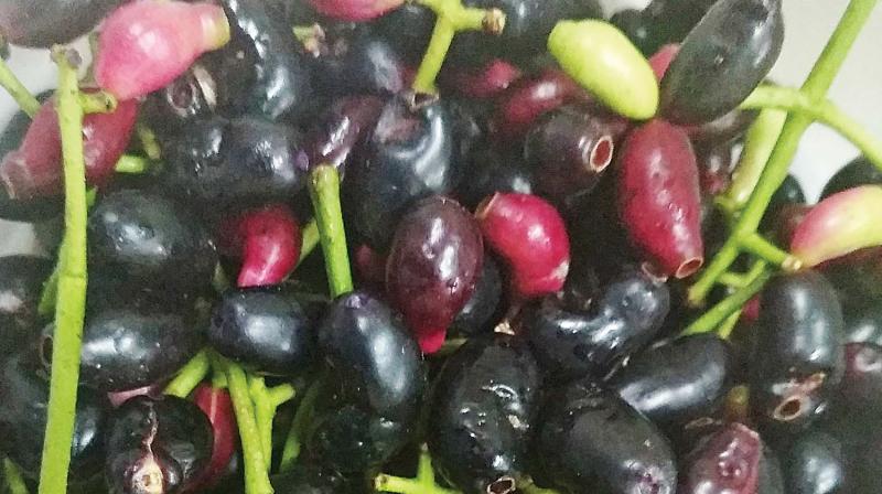 Avvaiyarâ€™s Sutta Pazham: Hill jamun fruit a rarity in Ooty now
