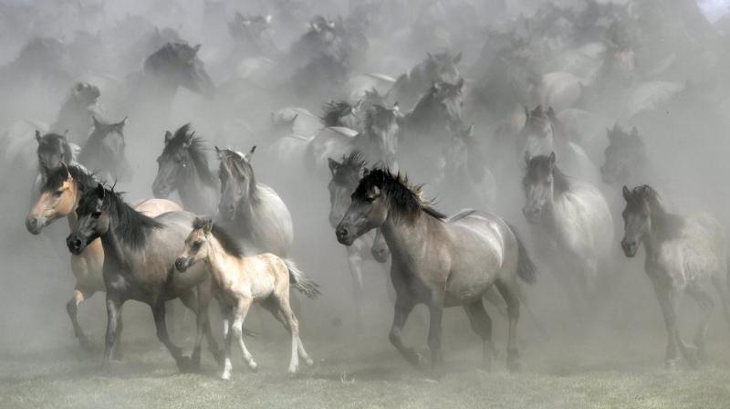 In Photos: Running with Europes last remaining wild horses