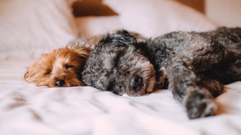 Dog lovers can now rent one to help reduce stress. (Photo: Pixabay)