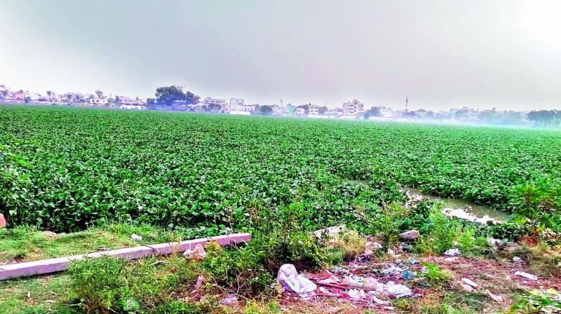 Hyacinth spread all over the Saroornagar lake after authorities stopped its removal abruptly.