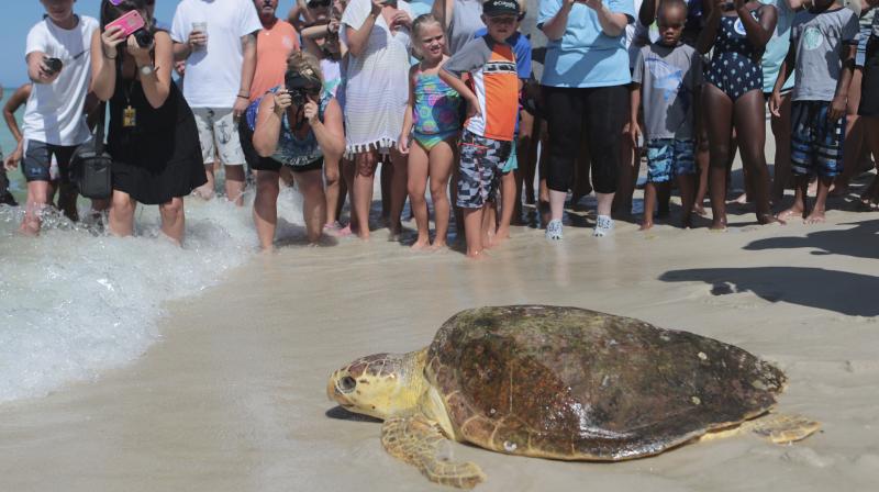 File photo of a loggerhead sea turtle, is released back into the gulf after being treated for pneumonia at Gulf World Marine Institute, in Inlet Beach, Fla. (Photo: AP)