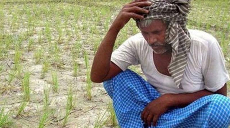 For the Kharif season of 2016-17, 7.02 lakh farmers insured crops in 5.92 lakh hectares. For Rabi, 2.27 lakh farmers insured their crops on 2.78 lakh hectares. (Representational Image)