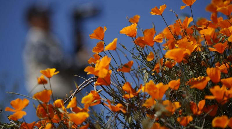 Poppy Apocalypse: California is covered with wild poppies in Walker Canyon.