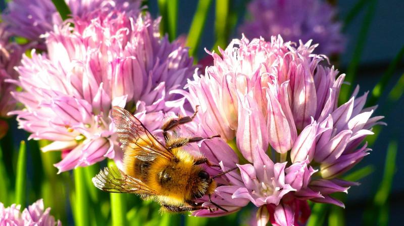 Help bees by planting flowering herbs