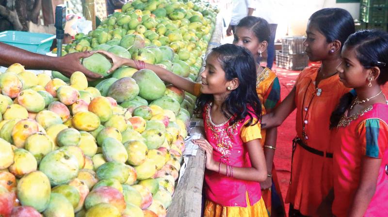 Kozhikode: 26th annual mango fest begins