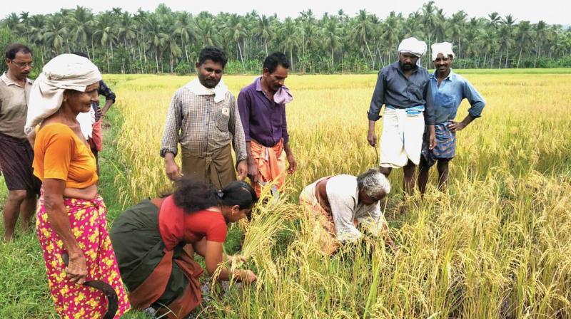 Farmersâ€™ collective reclaims paddy field
