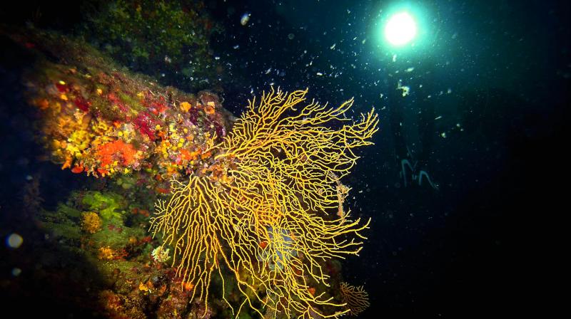 Heritage downgrade: Australiaâ€™s coral reef outlook â€˜very poorâ€™