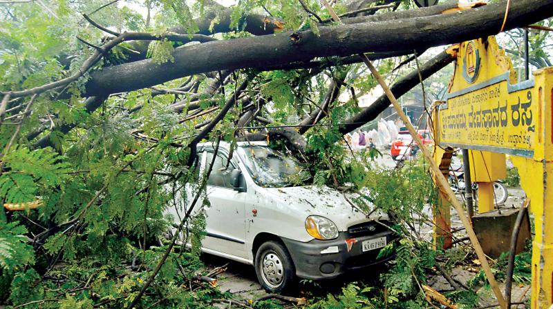 A car stands beneath a tree felled by the rains in Bengaluru on Saturday. (Photo: DC)