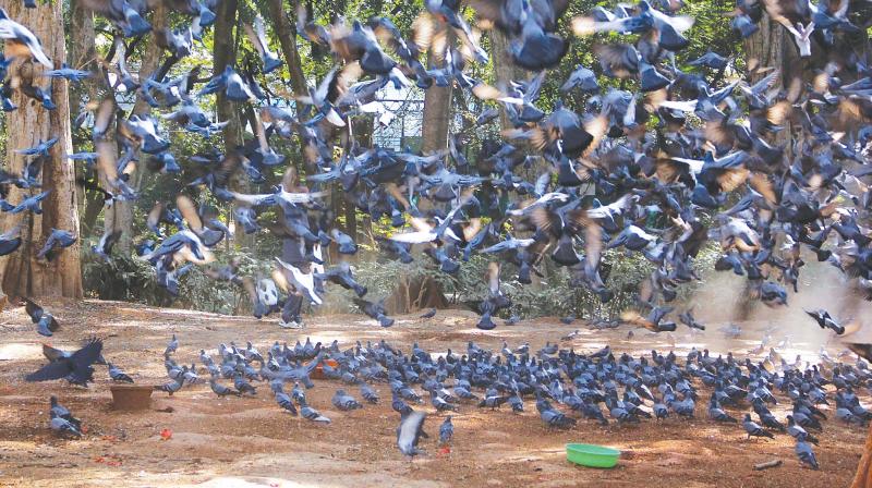 A flock of pigeons at Cubbon Park in Bengaluru