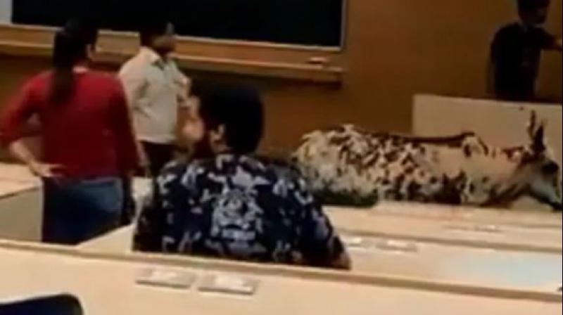 Viral video shows cow casually strolling into IIT-Bombay classroom