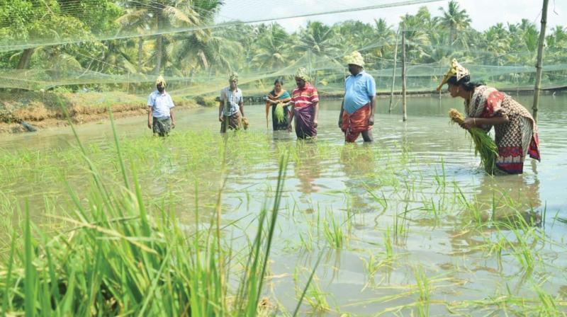 Farmers into cultivation in Munroe Thuruthu.