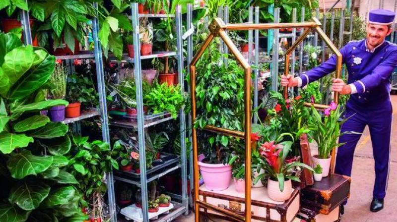 Here is an exclusive hotel for plants
