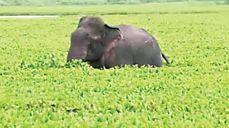 Tusker claims second victim in Hassan