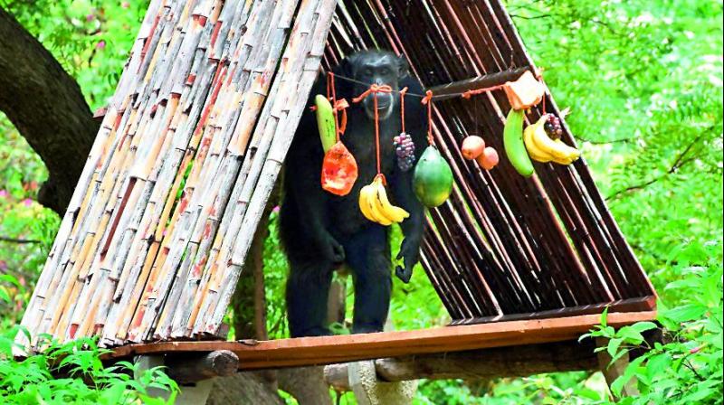 Susy, a Chimpanzee which turned 33 on Tuesday, enjoys birthday gifts at Nehru zoological park in Hyderabad.